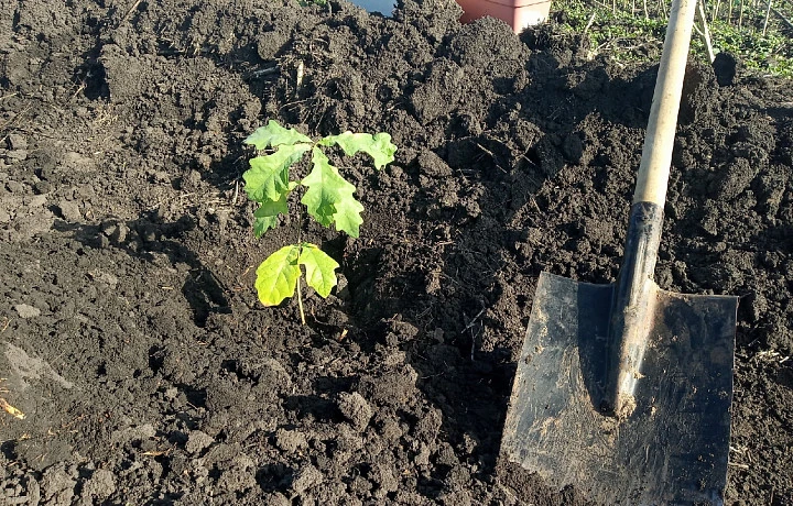 Аллею из 100 деревьев высадили в тульской деревне Федора Конюхова