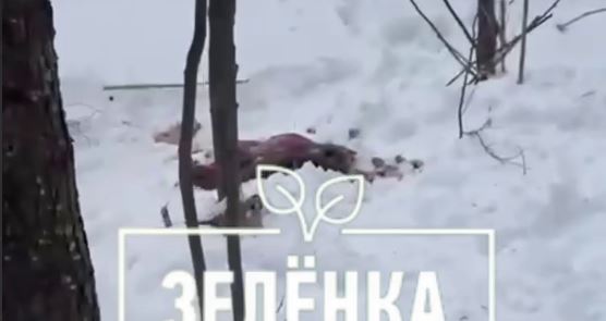 В Алексине поймали браконьеров, разделывающих тушу оленя