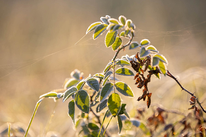 На ночь на 11 сентября в Тульскую область придут заморозки