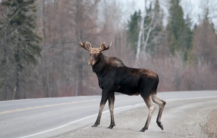 В Тульской области водитель насмерть сбил лося