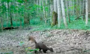 На границе Тульской и Калужской областей на видео попала куница