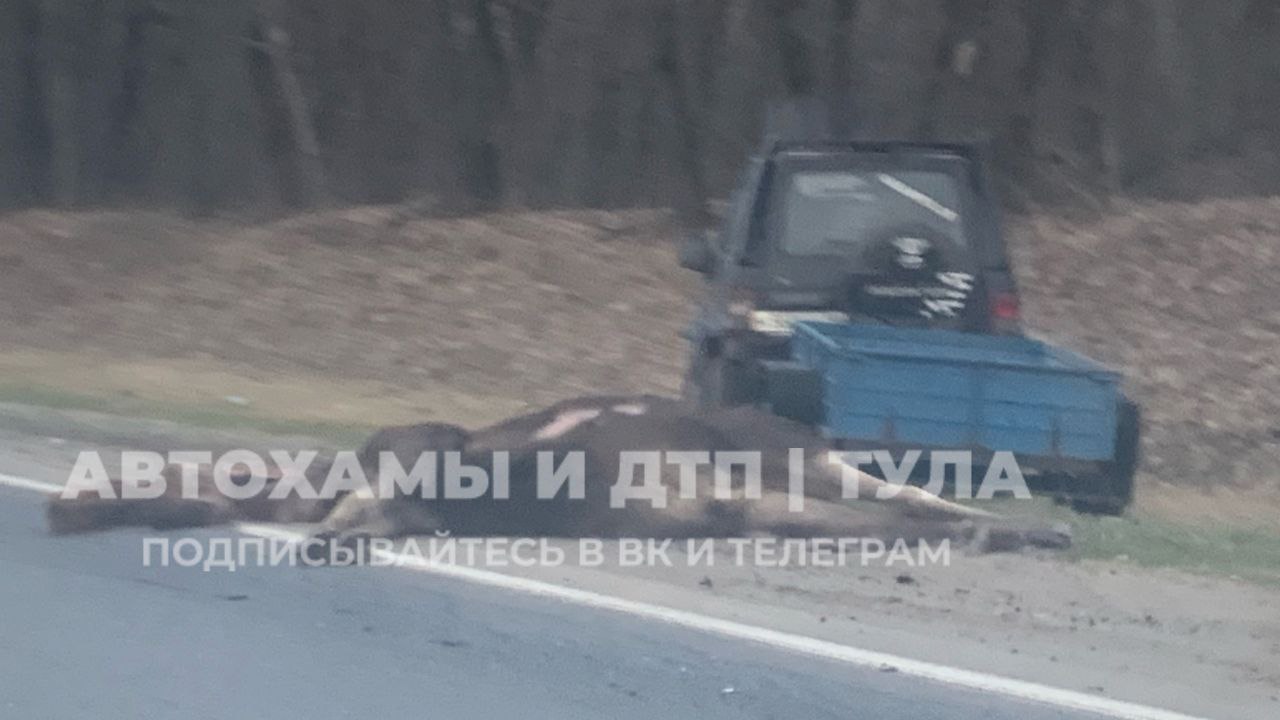 На трассе М-2 &quot;Крым&quot; в Чернском районе насмерть сбили лося