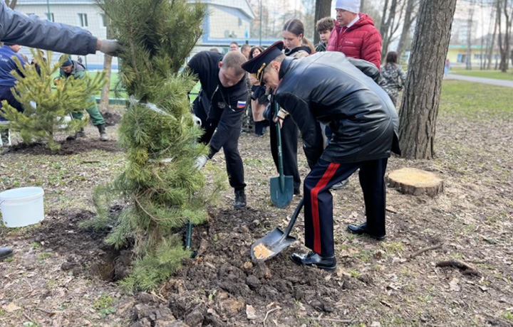 В Туле ко Дню «Динамо» заложили сосновую аллею в Центральном парке