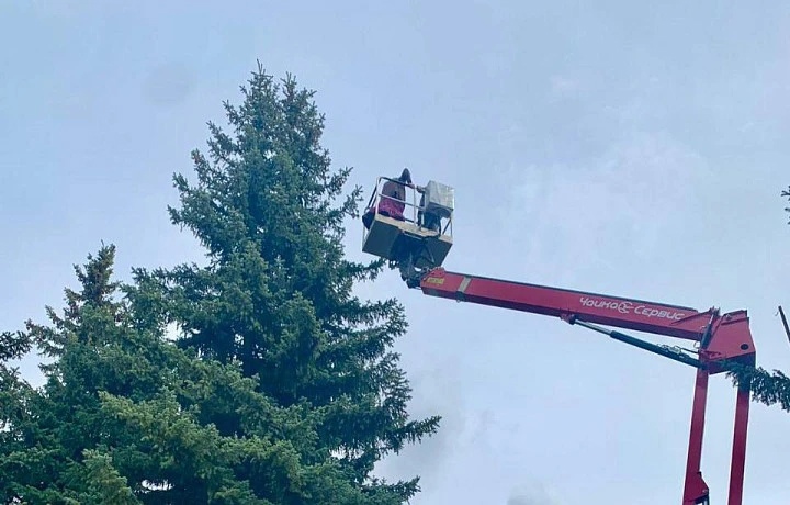 Глава администрации Новомосковска Алексей Бирюлин прокомментировал сруб елей на пересечении улиц Маяковского и Московской