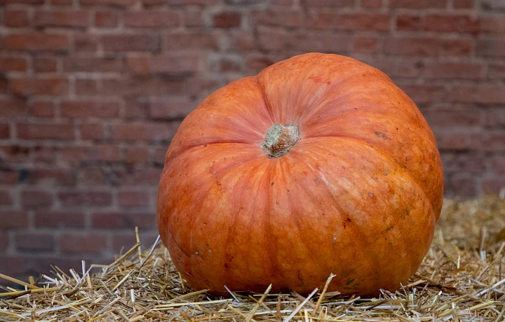 Адвокат объяснил россиянам, когда могут оштрафовать за празднование Хэллоуина | ТСН24