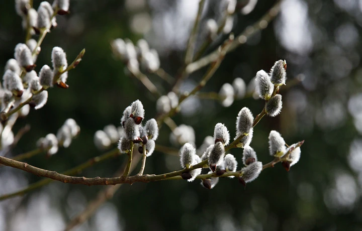 Тулякам рассказали, когда вернется теплая погода
