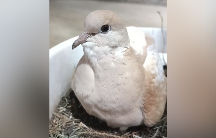 У горлицы из Тульского экзотариума, которая снесла яйцо в цветочном горшке, вылупился птенец