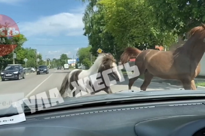 Лошади выбежали на проезжую часть дороги на Одоевском шоссе в Туле