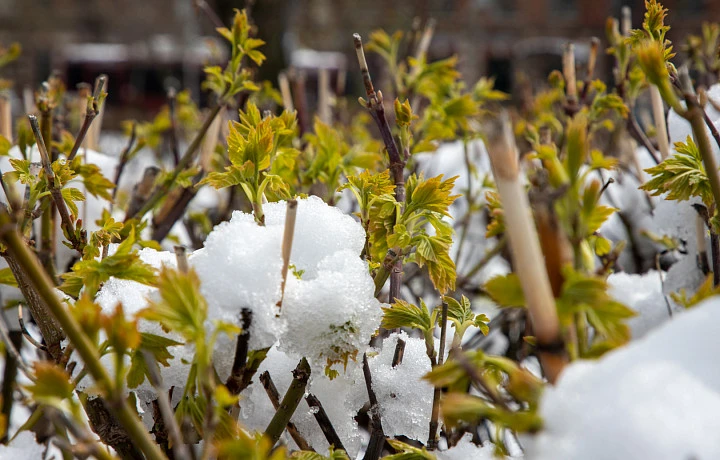 Весенняя погода нагрянет в Тульскую область в конце недели