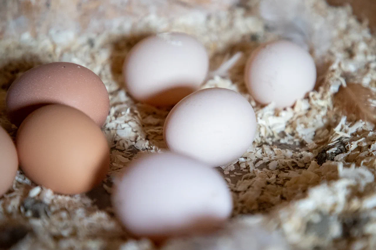 Средняя цена на яйца в Алексине одна из самых высоких во всем ЦФО