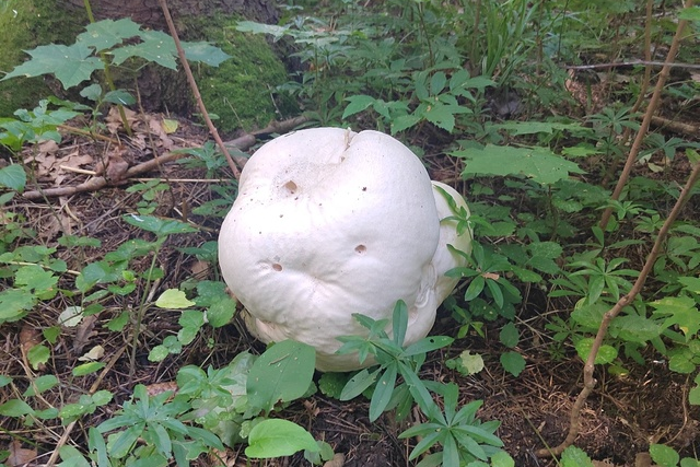 В лесу Тульской области обнаружили почти 1,5-килограммовый гриб «головач гигантский»