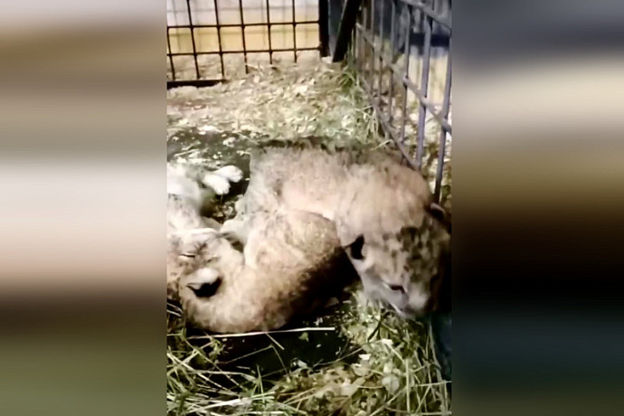 Туляки предложили свыше тысячи вариантов имен для новорожденных львят из цирка