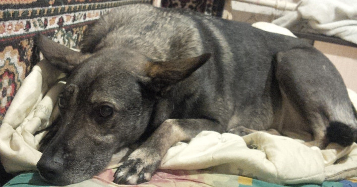 В России пропавших собак предложили искать по морде