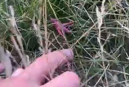 В Туле заметили необычного розового кузнечика