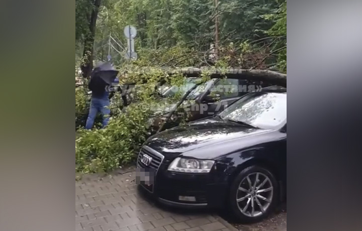 Упавшее дерево повредило несколько машин на улице Циолковского в Туле