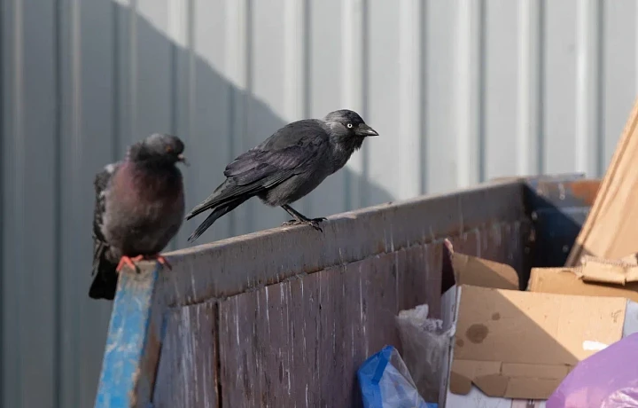 На прошлой неделе туляки чаще всего жаловались губернатору на неубранный мусор