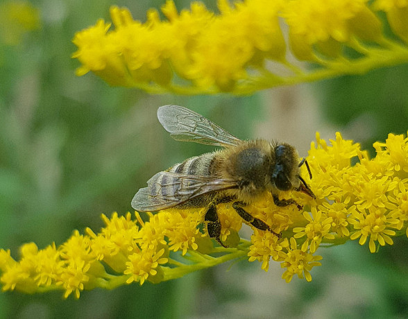 В Тульской области массово умирают пчелы