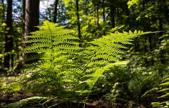 Высокая степень пожарной опасности сохранится в Тульской области 15 и 16 сентября