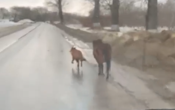 "Не хватает петуха, кота и осла": В Новомосковске заметили собаку и лошадь, бегущих по дороге