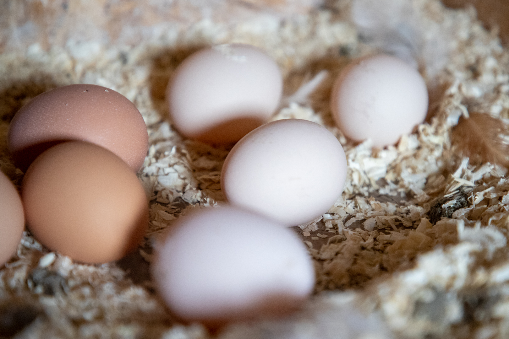 Тульский Роспотребнадзор предупредил о яйцах и мясе птицы, зараженных вирусом гриппа А