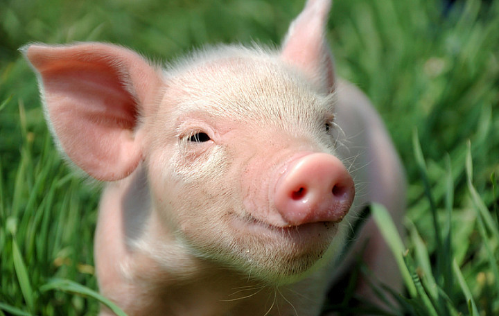 Жителю Суворова суд запретил разводить свиней