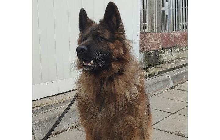В Туле служебная немецкая овчарка Кай ищет дом и нового хозяина