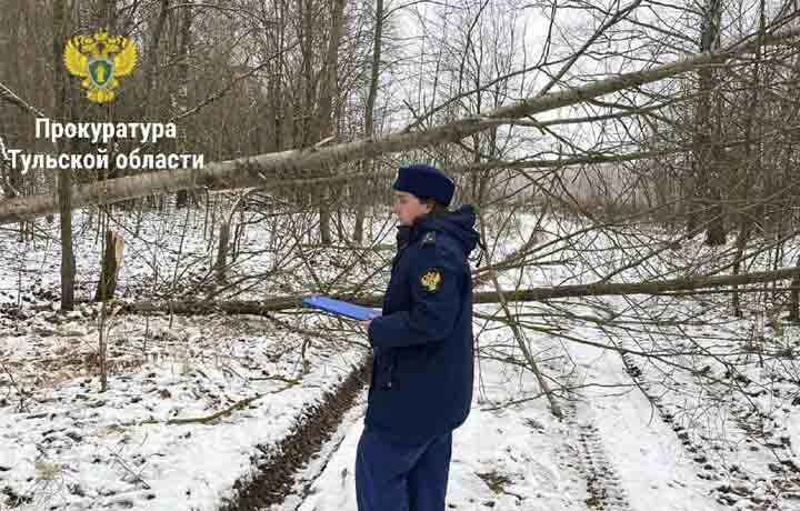 В Ленинском районе возбуждено уголовное дело по факту незаконной рубки леса