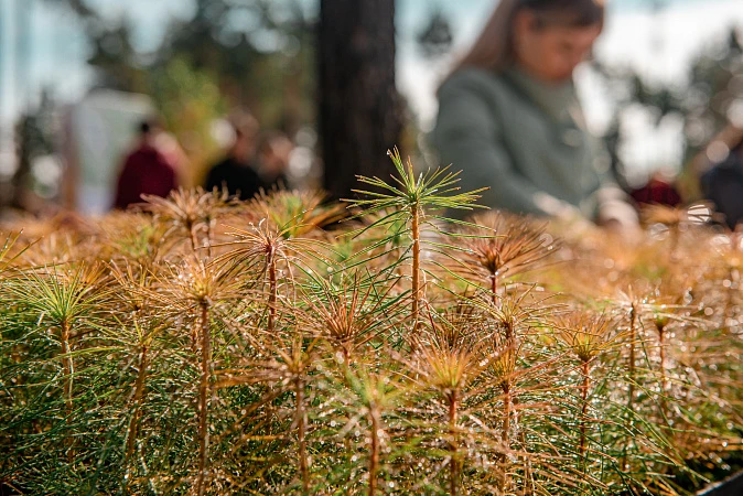 В Тульской области продолжается акция «Сохраним лес!»