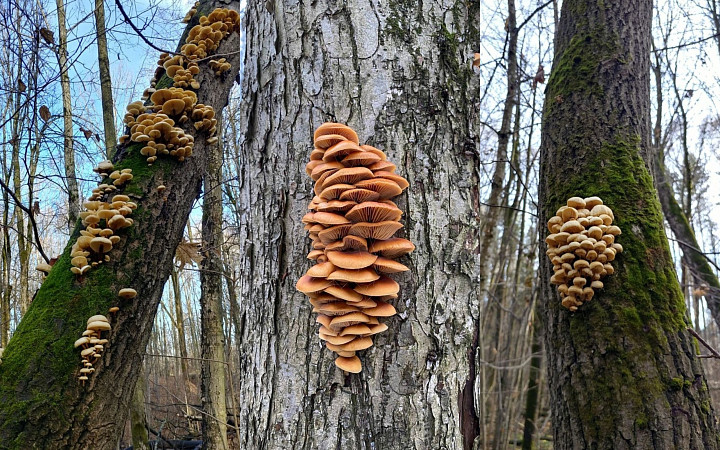 За неделю в Тульской области заблудились 17 грибников