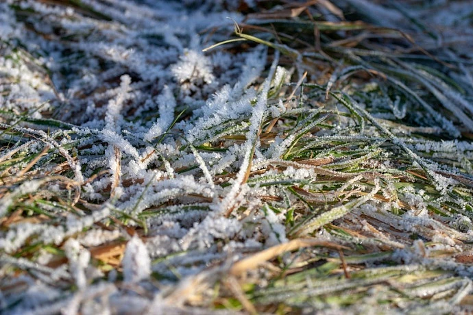 В Тульской области объявлено штормовое предупреждение из-за заморозков до -6 градусов с 6 по 9 мая
