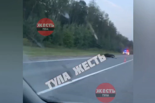 Иномарка Kia Sorento сбила лося на Калужском шоссе в Туле