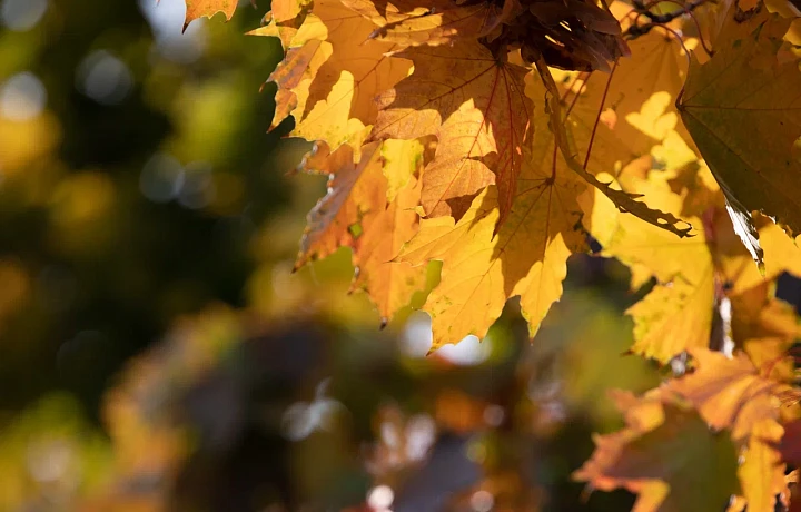 Солнечно и до +20 градусов: синоптик Ильин рассказал, какая погода ждет туляков в выходные