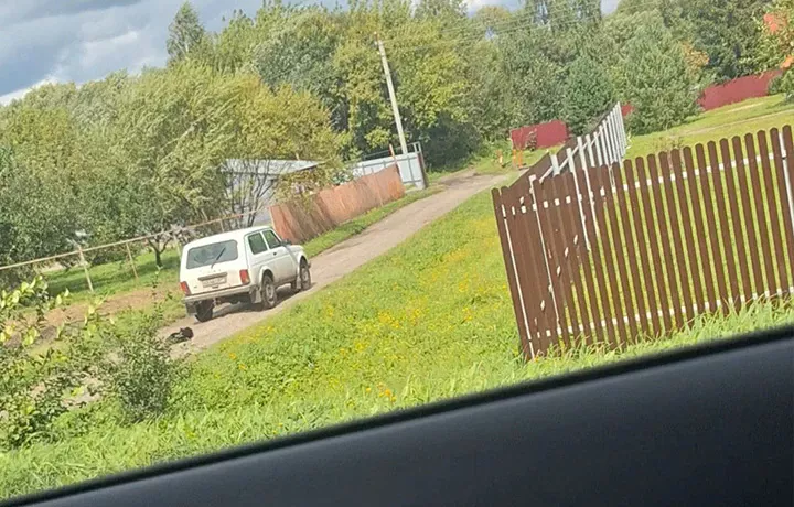 Полиция проводит проверку по инциденту с привязанной к машине собакой в Богородицке