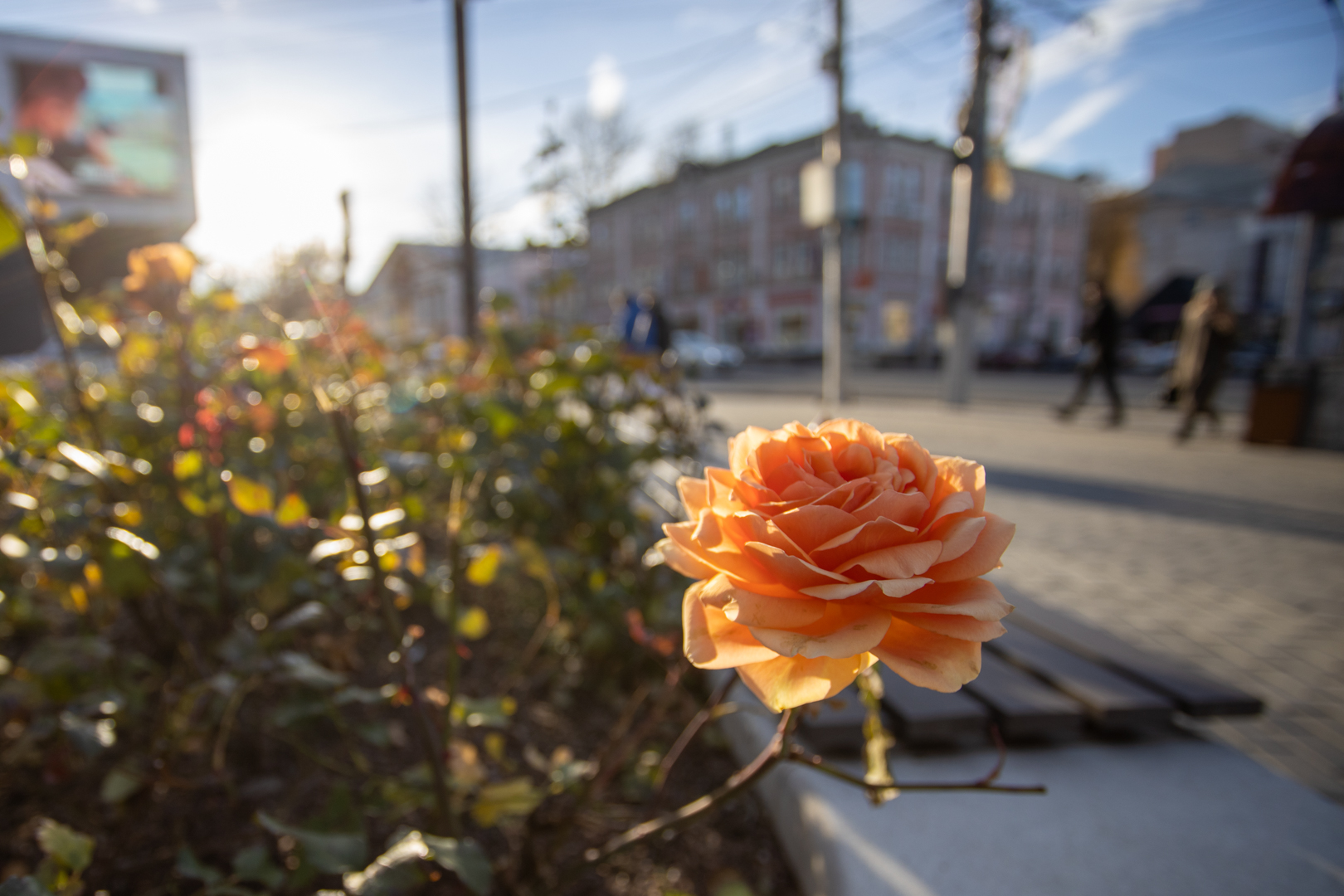 Синоптики развенчали фейк об аномально жарком лете в центральной части России