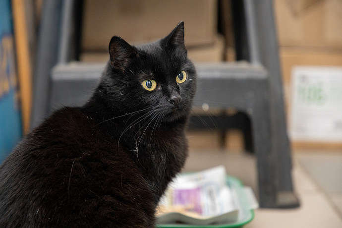 Каждый третий туляк считает себя суеверным