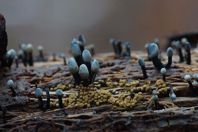 В Красную книгу Тульской области внесли новые виды грибов и лишайников