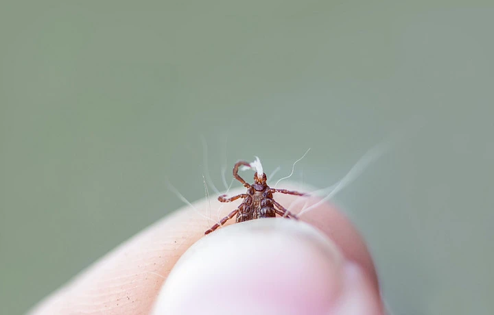 Тулякам рассказали, кто отвечает за обработку от клещей во дворах