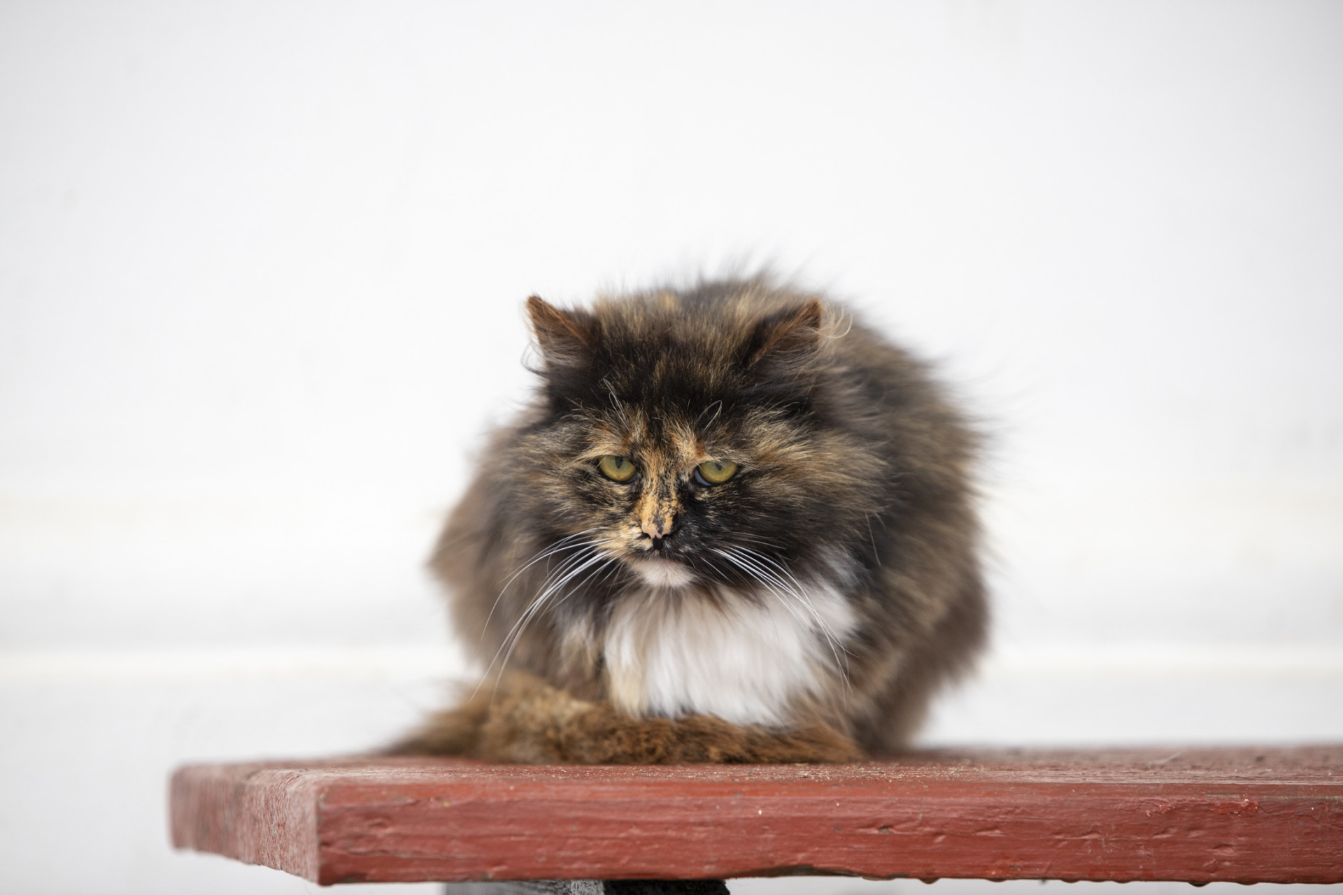 Ученые рассказали, как домашние кошки могут увеличить риск развития шизофрении