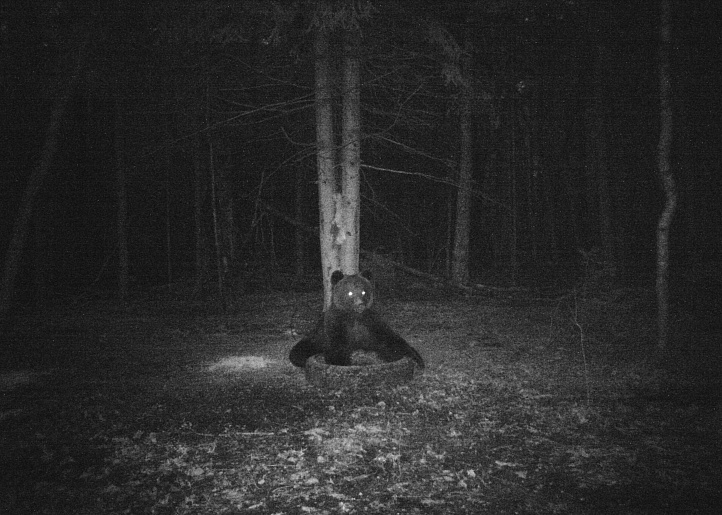 В Суворовском районе Тульской области заметили бурого медведя
