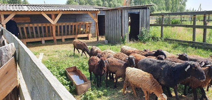 Хозяйку ЛПХ в Одоевском районе оштрафовали за нарушение ветправил