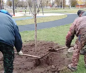 В Щекинском районе посадили деревья в рамках акции «Сохрани лес»