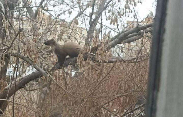 Куница забралась на дерево на улице Макаренко в Туле