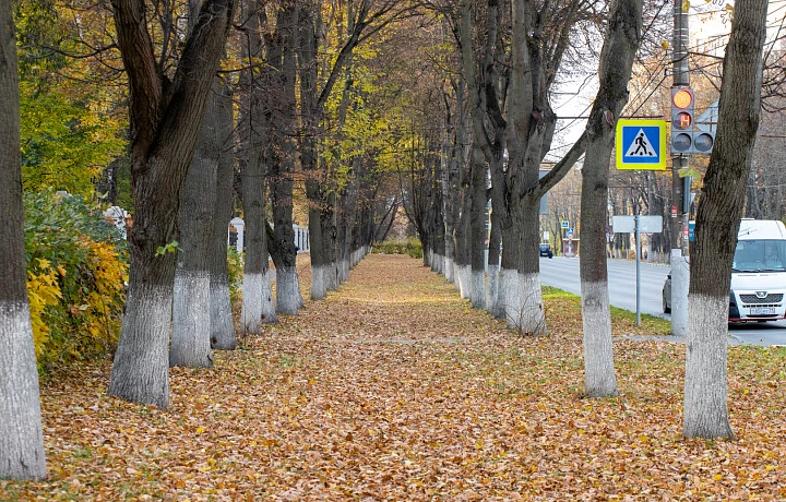 Сохранится тепло: синоптик Ильин рассказал, какая погода ждет туляков с 27 по 31 октября