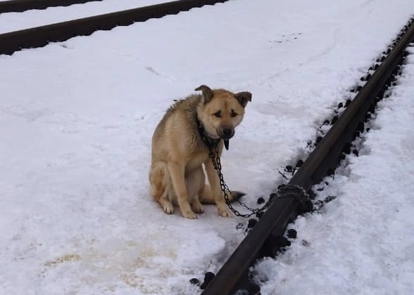 Очевидцы: В Тульской области неизвестные привязали собаку к железнодорожным путям