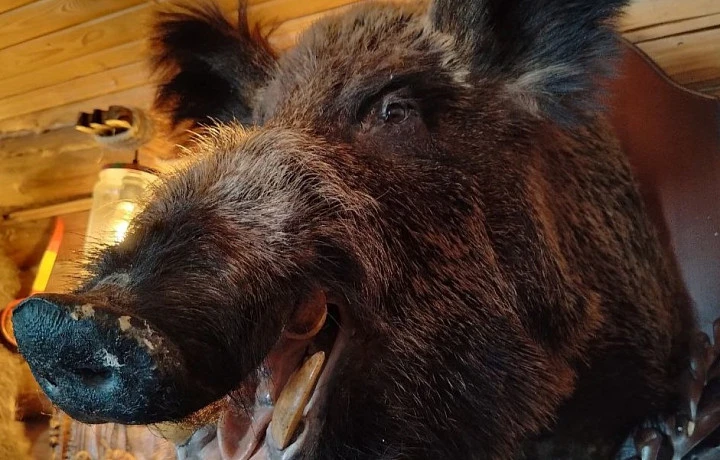 Под Тулой охотники проведут отстрел расплодившихся кабанов