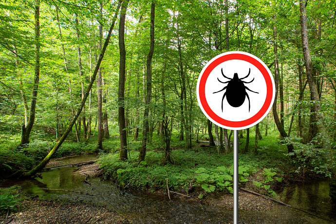 За неделю в Тульской области клещи покусали 183 жителя