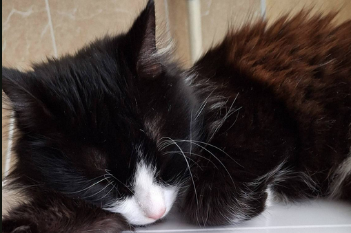 Тульские сотрудники МЧС спасли попавшего в беду кота