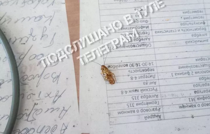 В тульском «ЦО №31», где ученики пожаловались на обилие тараканов, проведут дополнительную дезинсекцию