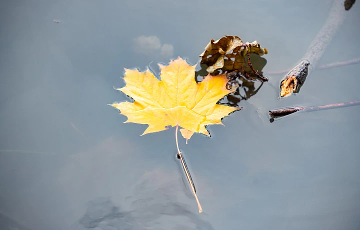 Синоптик Ильин рассказал, какая погода ждет туляков в первые выходные октября