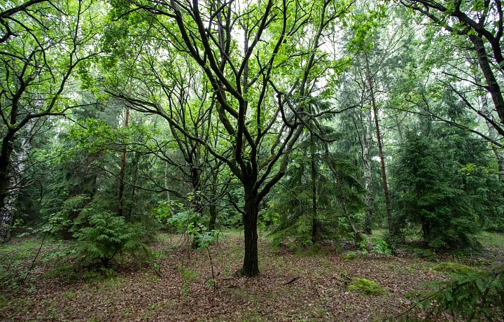 В тульских лесах установили солонцы для животных